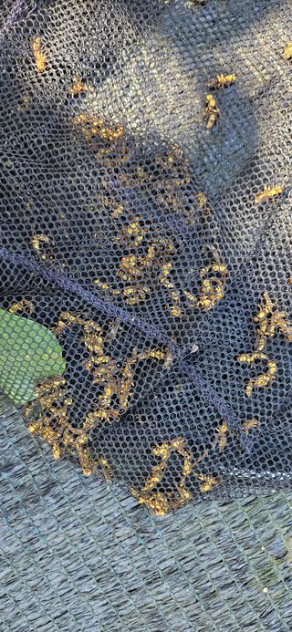 임 촌장.님의 자유주제 · 자유게시판 작성글 사진