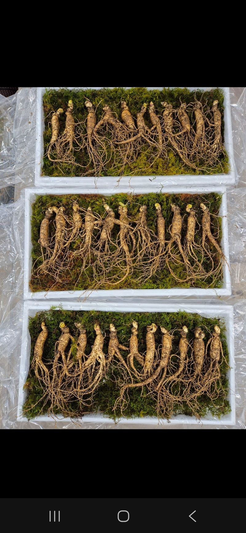 스마일님의 장터 판매 상품 [장뇌산삼] 첨부 사진