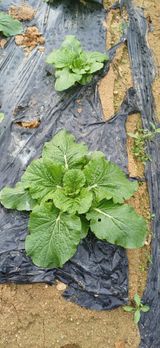 팜모닝 자유주제·자유게시판 게시글 이미지