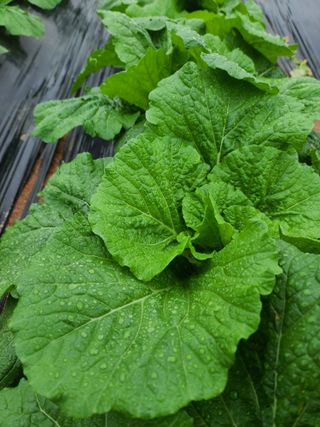 은혜농원(사과농사)님의 자유주제 · 자유게시판 작성글 사진