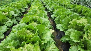 장영수님의 자유주제 · 자유게시판 작성글 사진