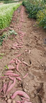 팜모닝 자유주제·자유게시판 게시글 이미지