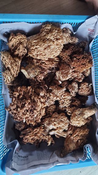 권혜전님의 자유주제 · 자유게시판 작성글 사진