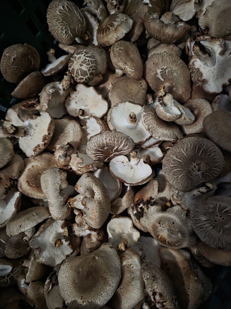 포동포동표고버섯농장님의 장터 판매 상품 [가정식당용 파지1키로] 첨부 사진