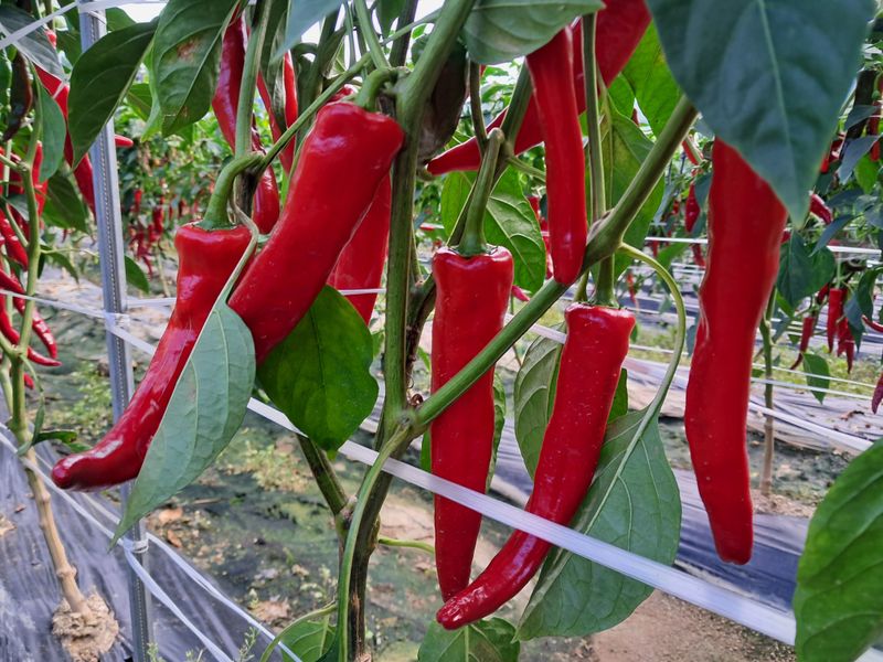 음두임님의 장터 판매 상품 [고추가루1근(500g)] 첨부 사진