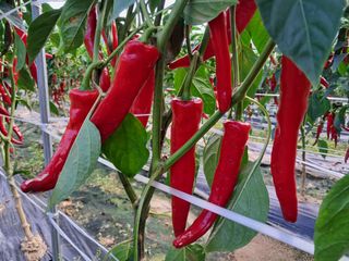 음두임님의 작성글 사진