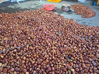 솔말골농원님의 자유주제 · 자유게시판 작성글 사진