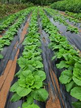 팜모닝 자유주제·자유게시판 게시글 이미지