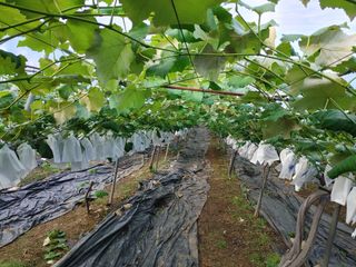 운악산포도님의 자유주제 · 자유게시판 작성글 사진