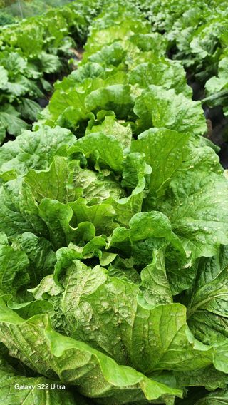 장영수님의 자유주제 · 자유게시판 작성글 사진