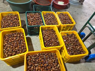 솔말골농원님의 자유주제 · 자유게시판 작성글 사진