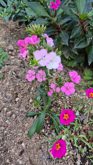 임붕철님의 자유주제 · 자유게시판 작성글 사진