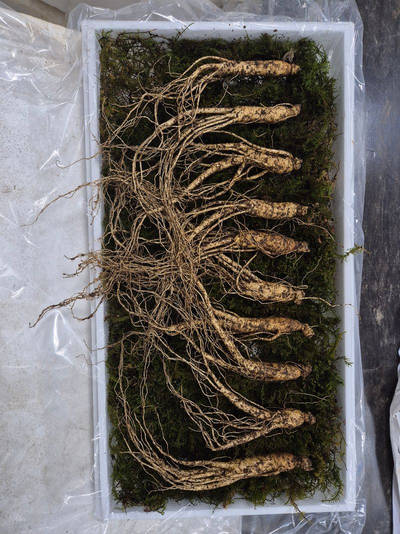 스마일님의 장터 판매 상품 [장뇌산삼] 첨부 사진