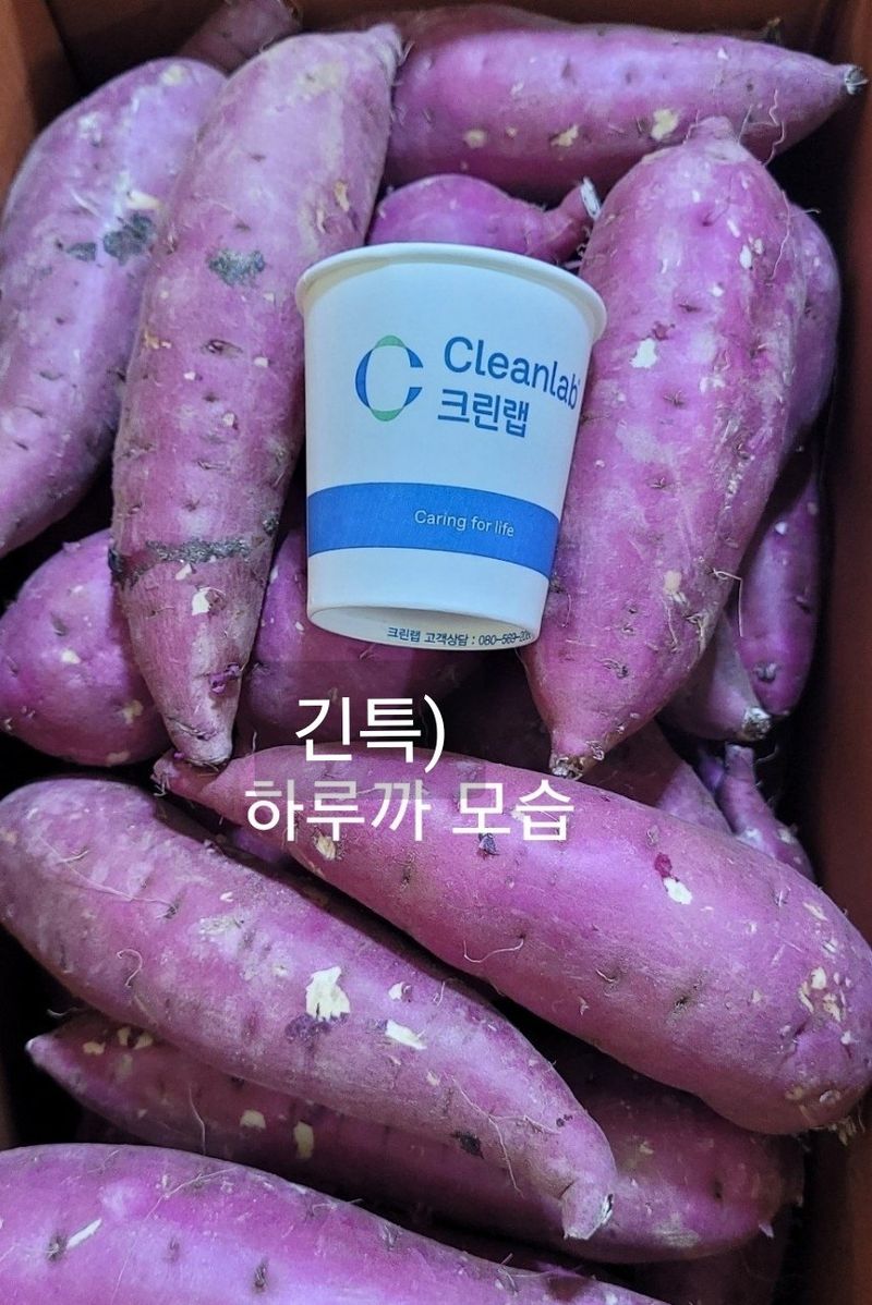 사랑꽃농장님의 장터 판매 상품 [  햇 속 노란 꿀 고구마 판매10kg35.000] 첨부 사진