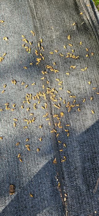 임 촌장.님의 자유주제 · 자유게시판 작성글 사진