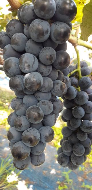 운악산포도님의 작성글 사진