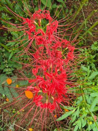 안길원님의 자유주제 · 자유게시판 작성글 사진