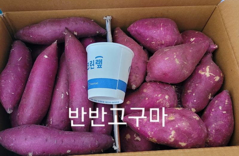 사랑꽃농장님의 장터 판매 상품 [  햇 속 노란 꿀 고구마 판매10kg35.000] 첨부 사진