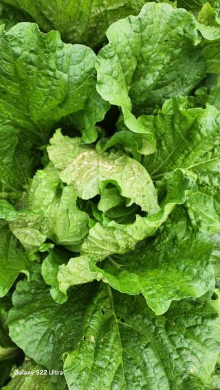 장영수님의 자유주제 · 자유게시판 작성글 사진