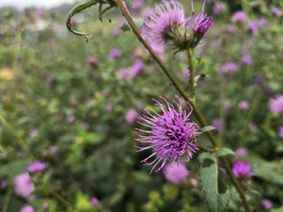 장관덕님의 자유주제 · 사진전 작성글 사진