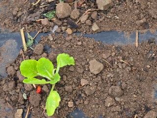 고추농사 정 미라님의 자유주제 · 자유게시판 작성글 사진