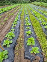 팜모닝 자유주제·자유게시판 게시글 이미지