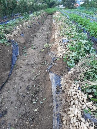 탕정농민님의 자유주제 · 자유게시판 작성글 사진