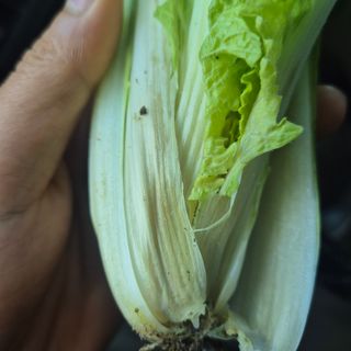 이승연님의 배추 · 수확 작성글 사진