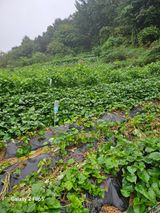 팜모닝 자유주제·자유게시판 게시글 이미지