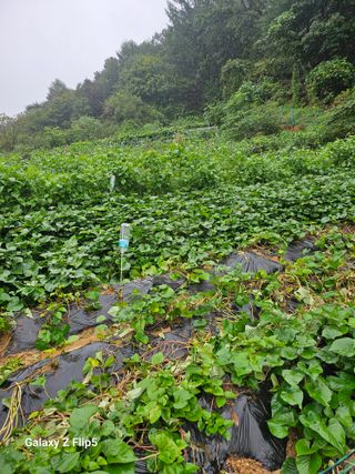 국사봉우님의 자유주제 · 자유게시판 작성글 사진