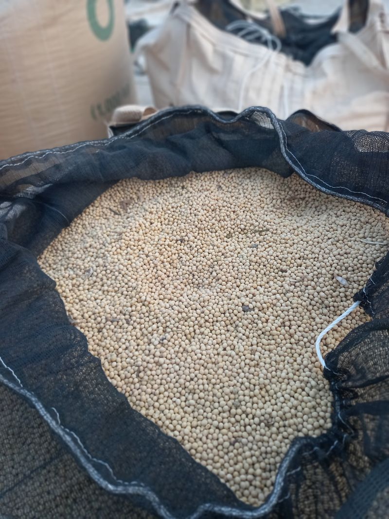 장터 상품 [노란콩 백태 메주콩 5kg 무료배송] 썸네일