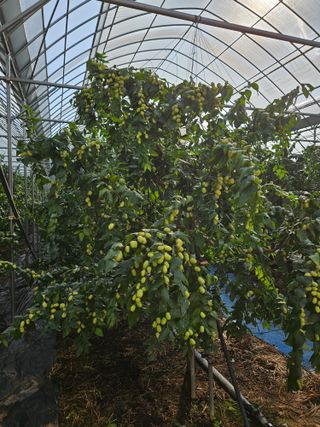 대추 9544님의 자유주제 · 자유게시판 작성글 사진