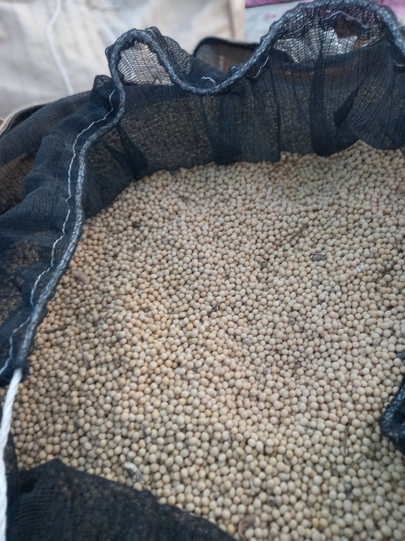 김복철님의 장터 판매 상품 [노란콩 백태 메주콩 5kg 무료배송] 첨부 사진