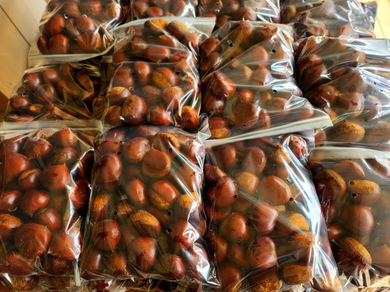 조한규(김효정)님의 장터 판매 상품 [25년 9월수확 밤 포르단 왕특대1kg] 첨부 사진