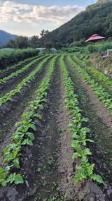 팜모닝 자유주제·자유게시판 게시글 이미지