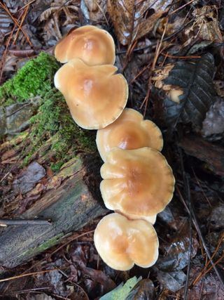 하이에나1님의 자유주제 · 자유게시판 작성글 사진