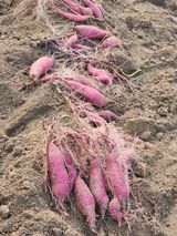 팜모닝 자유주제·자유게시판 게시글 이미지