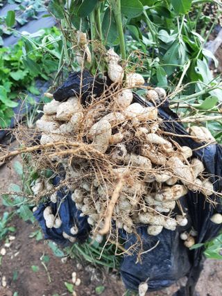 탕정농민님의 자유주제 · 자유게시판 작성글 사진