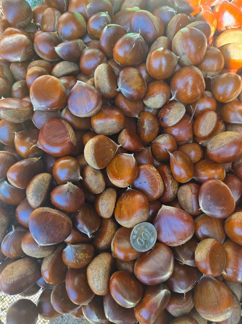 장터 상품 [햇밤] 썸네일