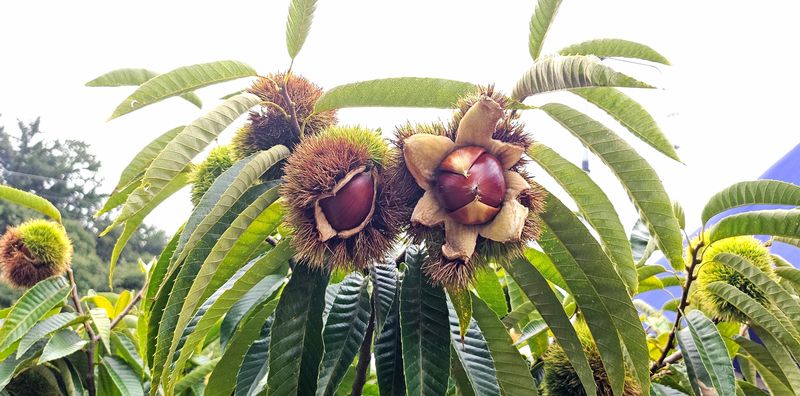 조한규(김효정)님의 장터 판매 상품 [25년 9월수확 밤 포르단 왕특대1kg] 첨부 사진