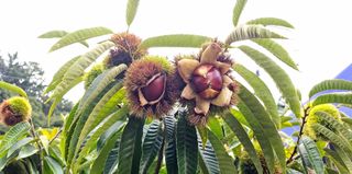 조한규(김효정)님의 작성글 사진