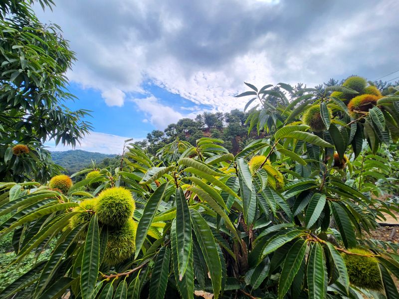 조한규(김효정)님의 장터 판매 상품 [25년 9월수확 밤 포르단 왕특대1kg] 첨부 사진