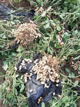 탕정농민님의 자유주제 · 자유게시판 작성글 사진