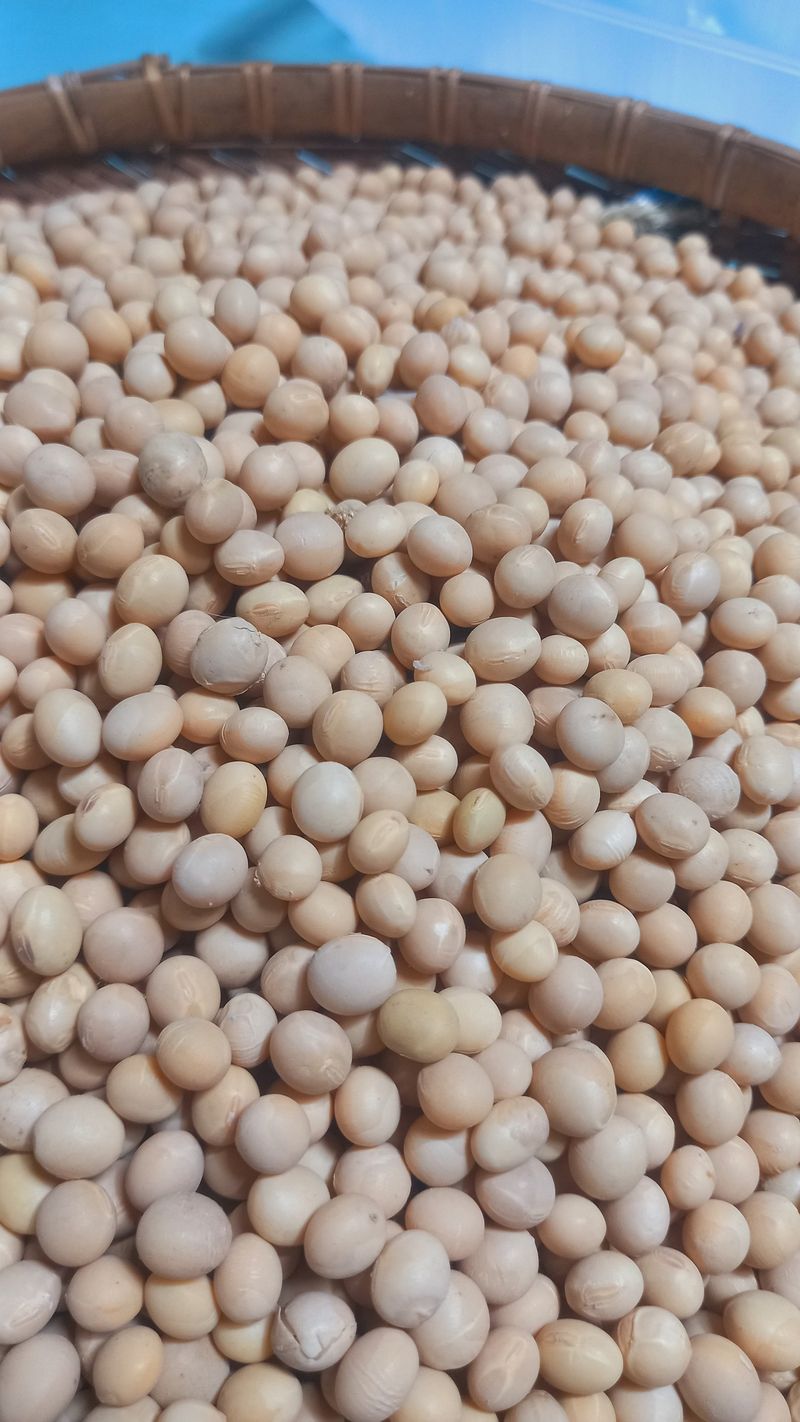 김복철님의 장터 판매 상품 [노란콩 백태 메주콩 5kg 무료배송] 첨부 사진