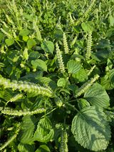 팜모닝 자유주제·사진전 게시글 이미지