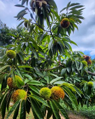 조한규(김효정)님의 작성글 사진
