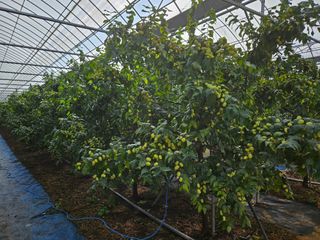 대추 9544님의 자유주제 · 자유게시판 작성글 사진