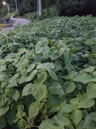 장준호님의 자유주제 · 자유게시판 작성글 사진