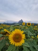 팜모닝 자유주제·자유게시판 게시글 이미지