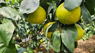 고강농원 강영자님의 작성글 사진